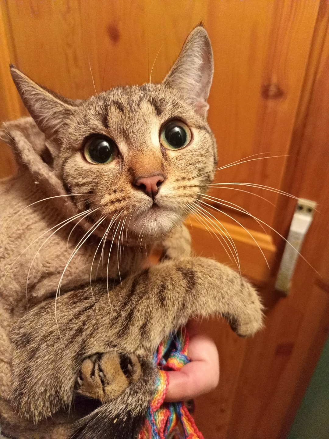 Найдена собака в Барнауле — фото объявления