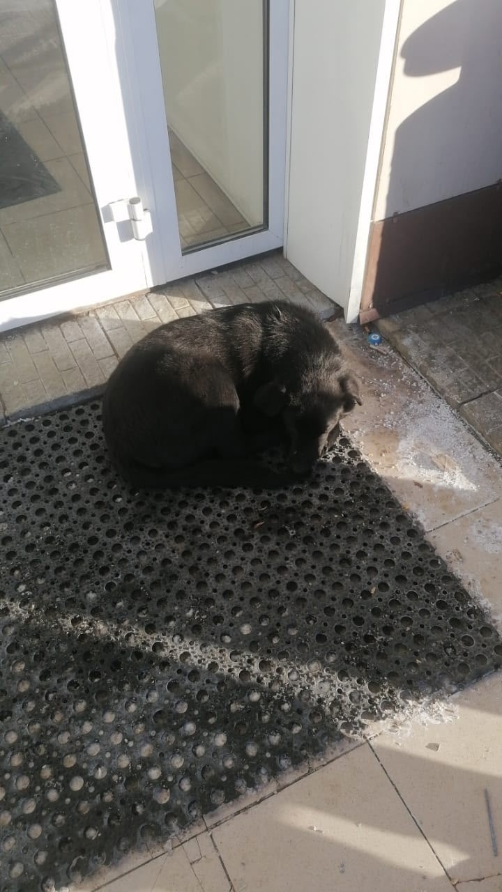 Найдена собака в Барнауле — фото объявления