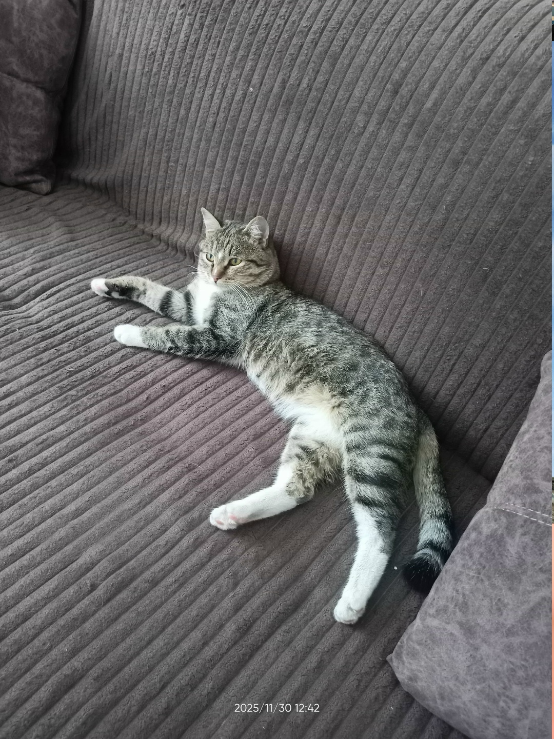 Пропала кошка в Барнауле — фото объявления