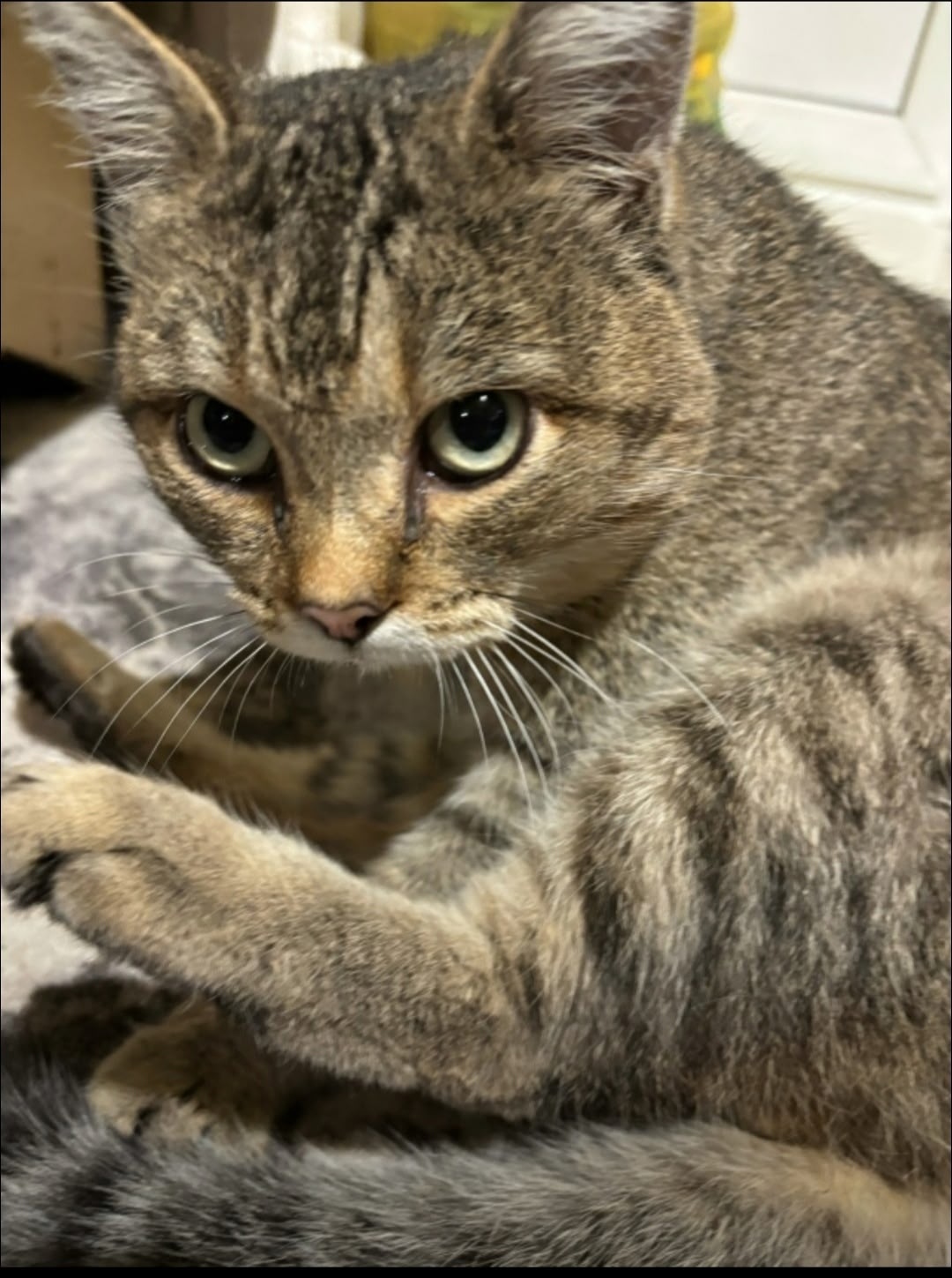 Найдена кошка в Барнауле — фото объявления