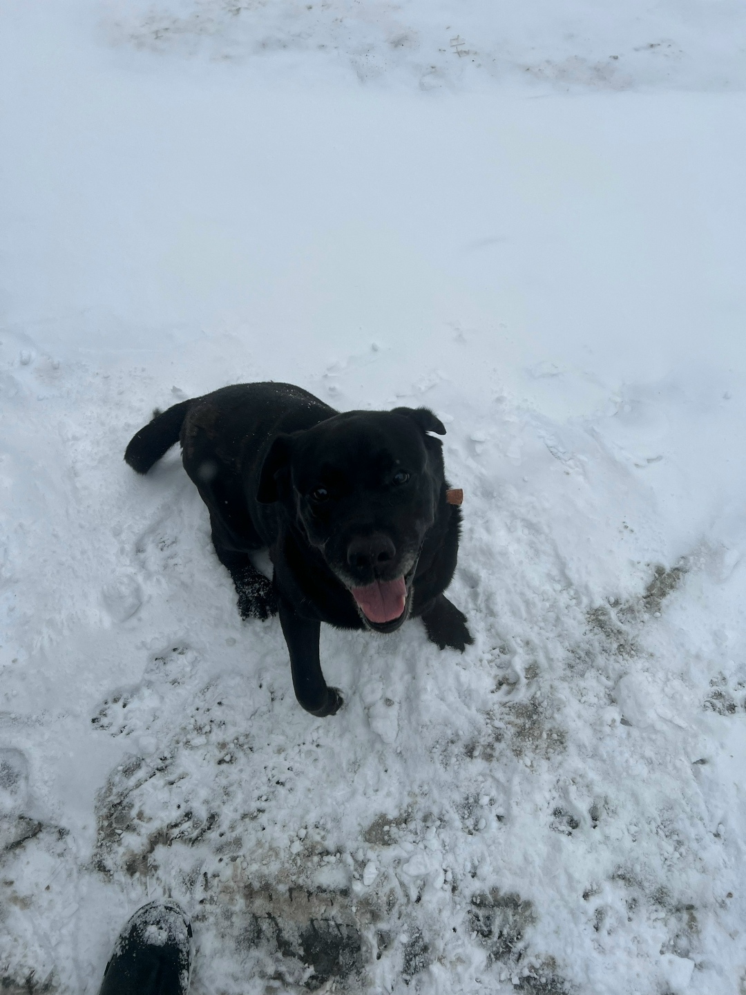 Найдена собака в Барнауле — фото объявления