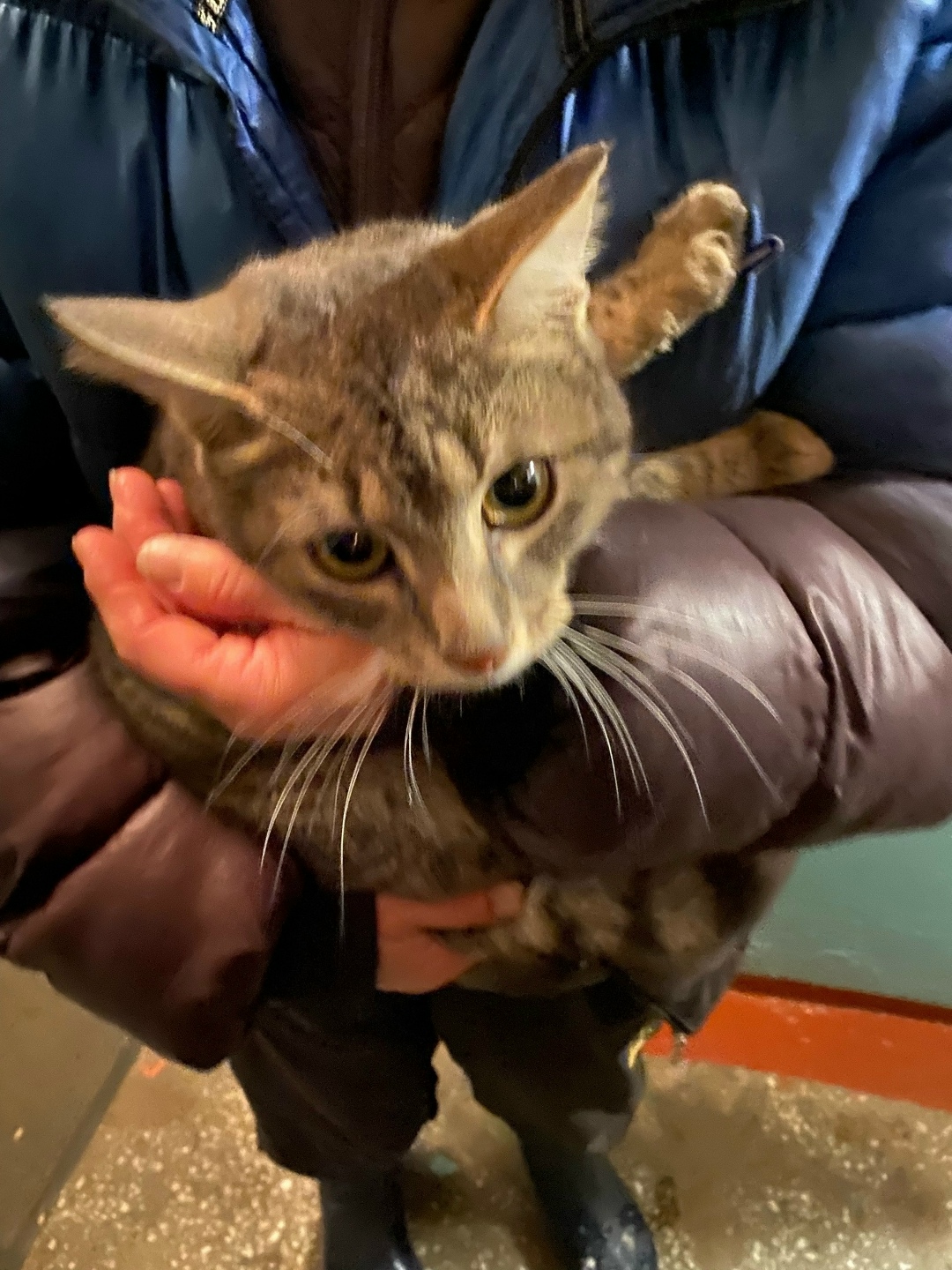 Найдена кошка в Барнауле — фото объявления