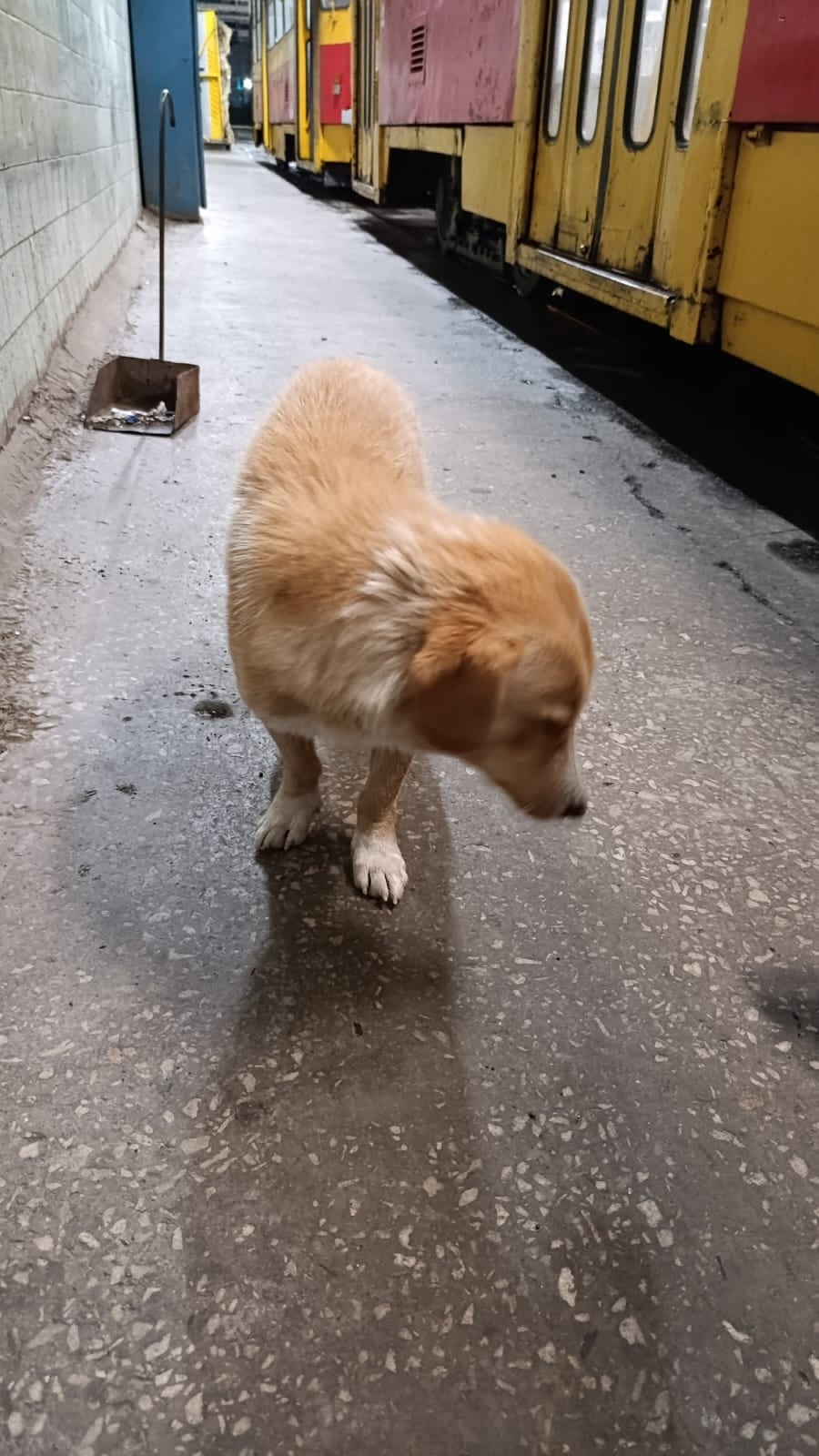 Найдена собака в Барнауле — фото объявления
