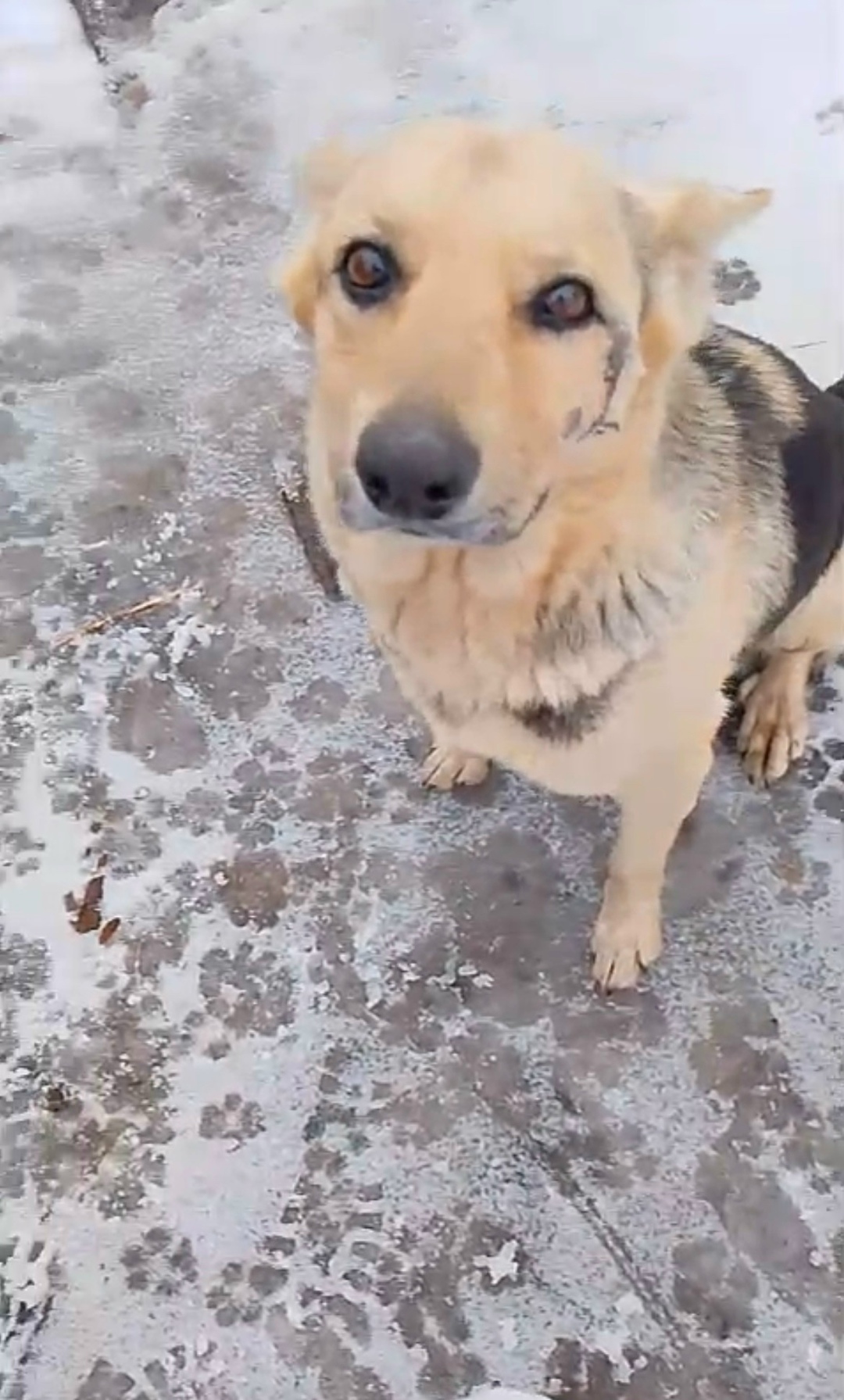 Пропала собака в Барнауле — фото объявления