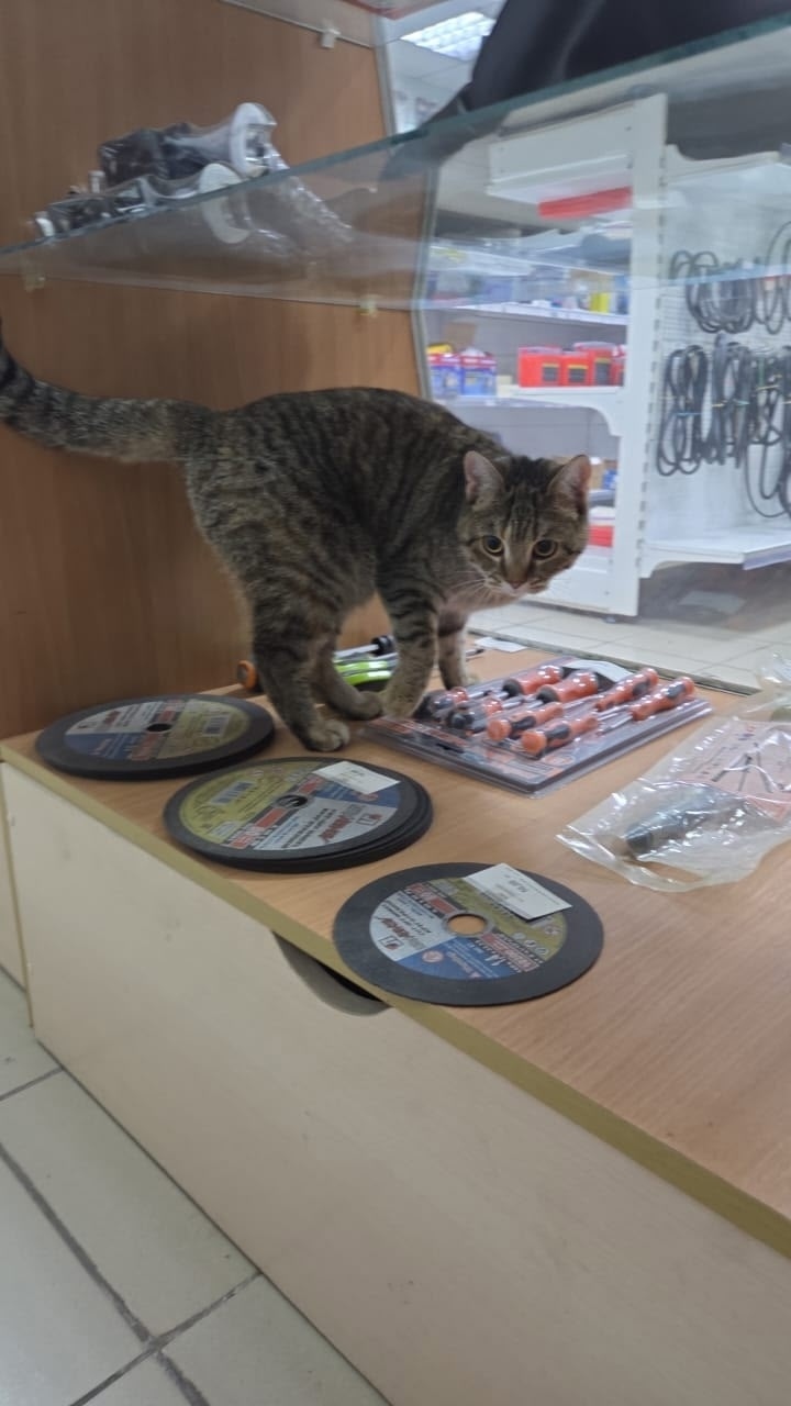 Найдена кошка в Барнауле — фото объявления