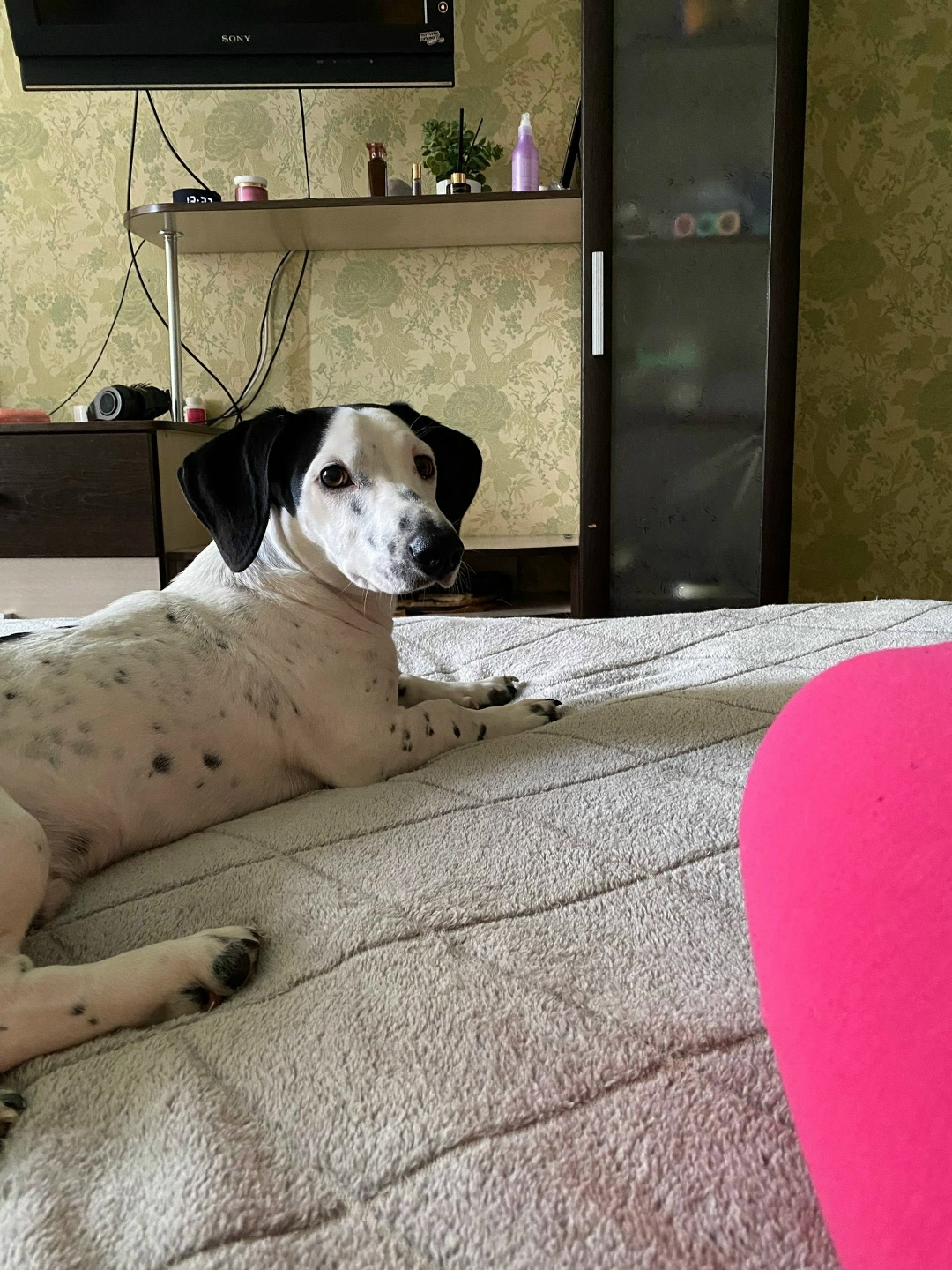 Найдена собака в Барнауле — фото объявления