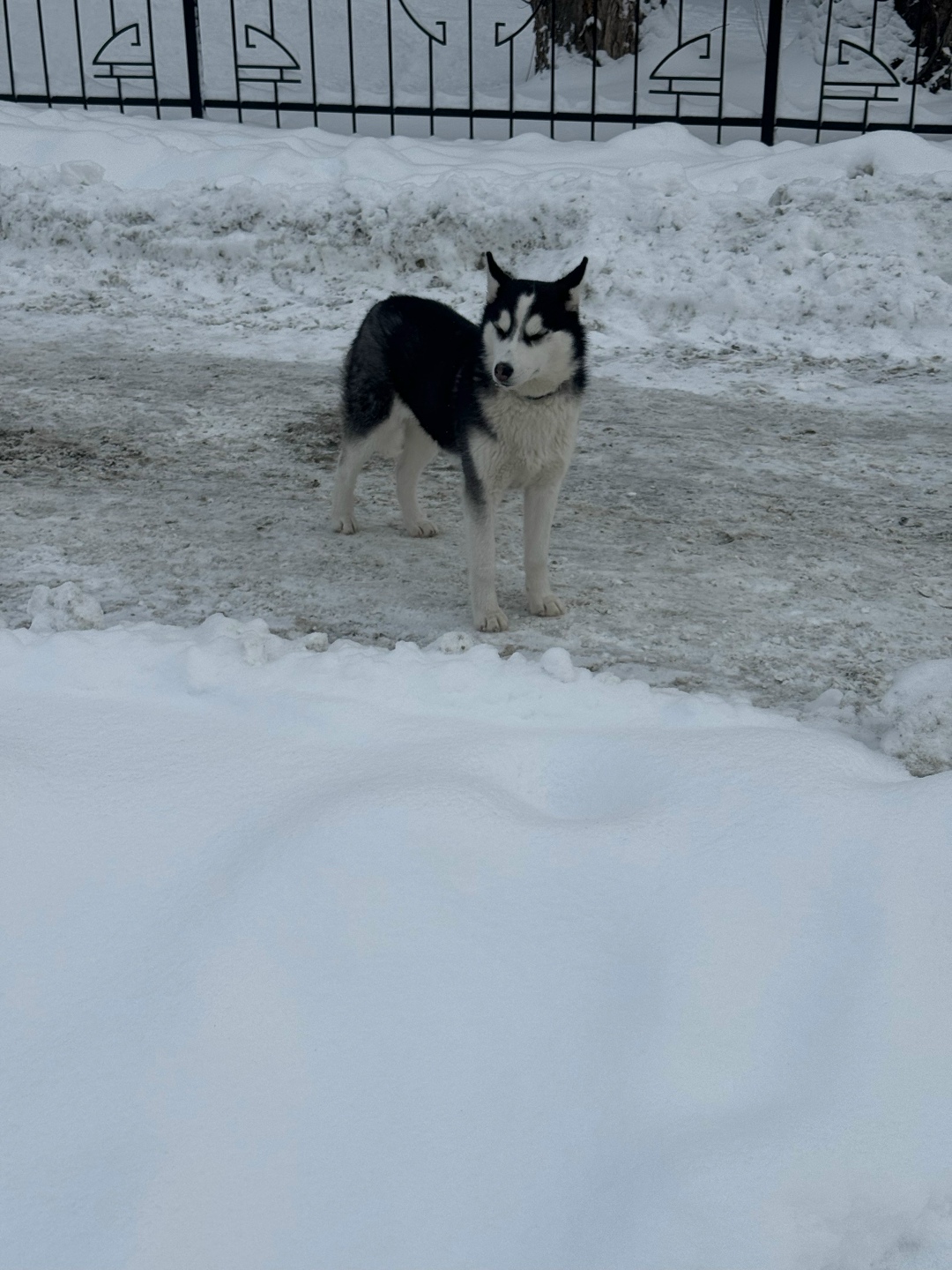 Найдена собака в Барнауле — фото объявления
