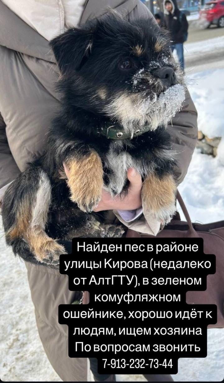 Найдена собака в Барнауле — фото объявления