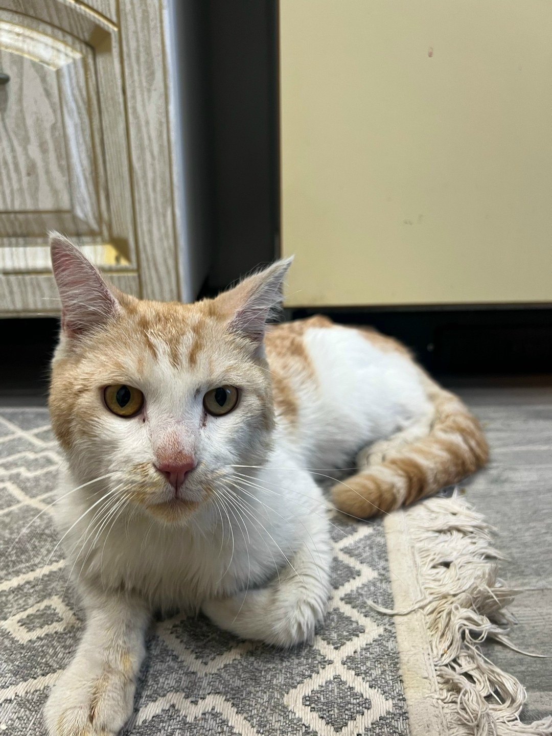 Найдена собака в Барнауле — фото объявления