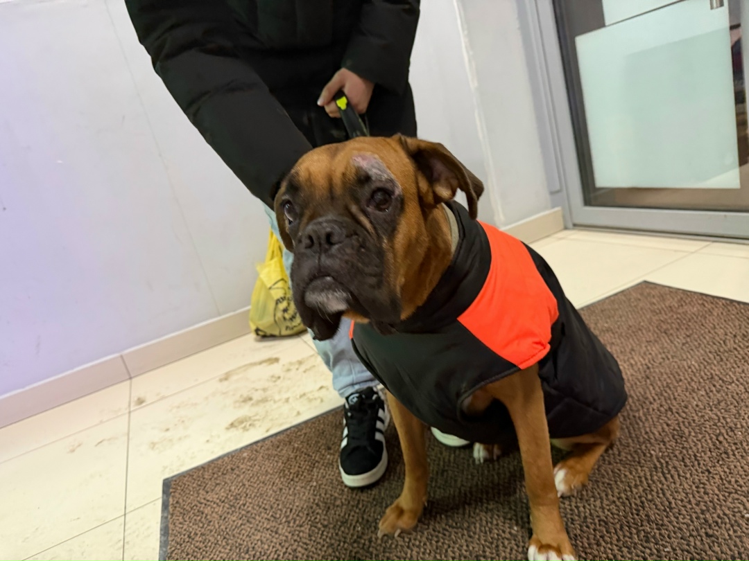 Найдена собака в Барнауле — фото объявления