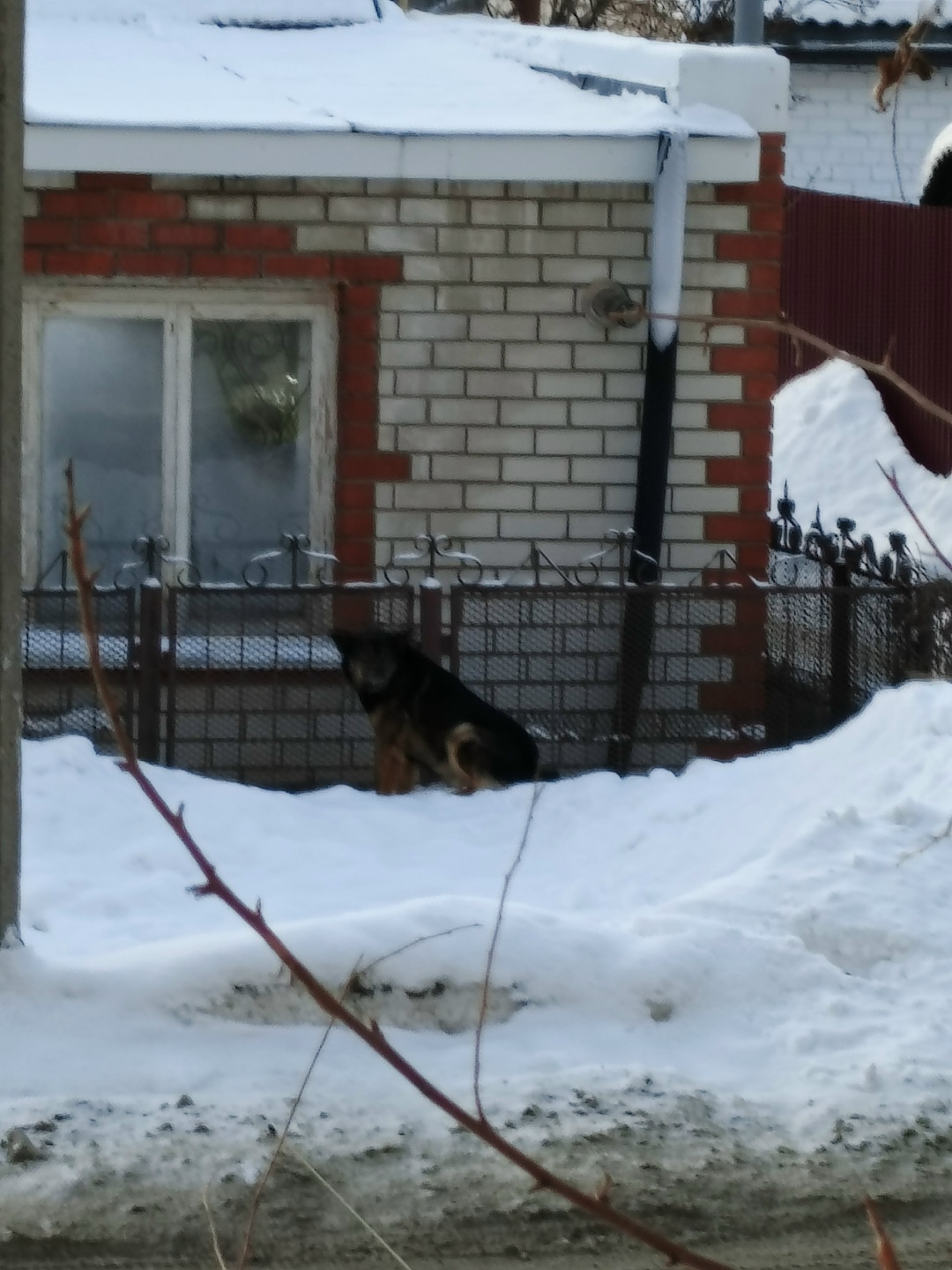 Найдена собака в Барнауле — фото объявления