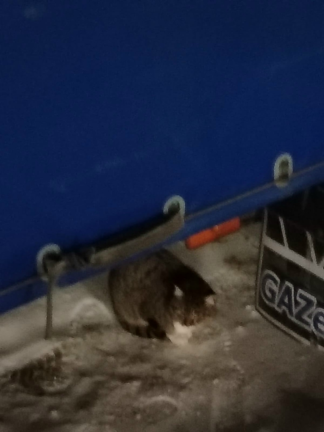 Найдена кошка в Барнауле — фото объявления