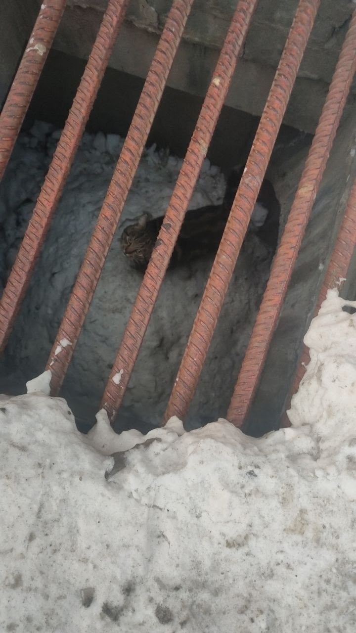 Найдена кошка в Барнауле — фото объявления