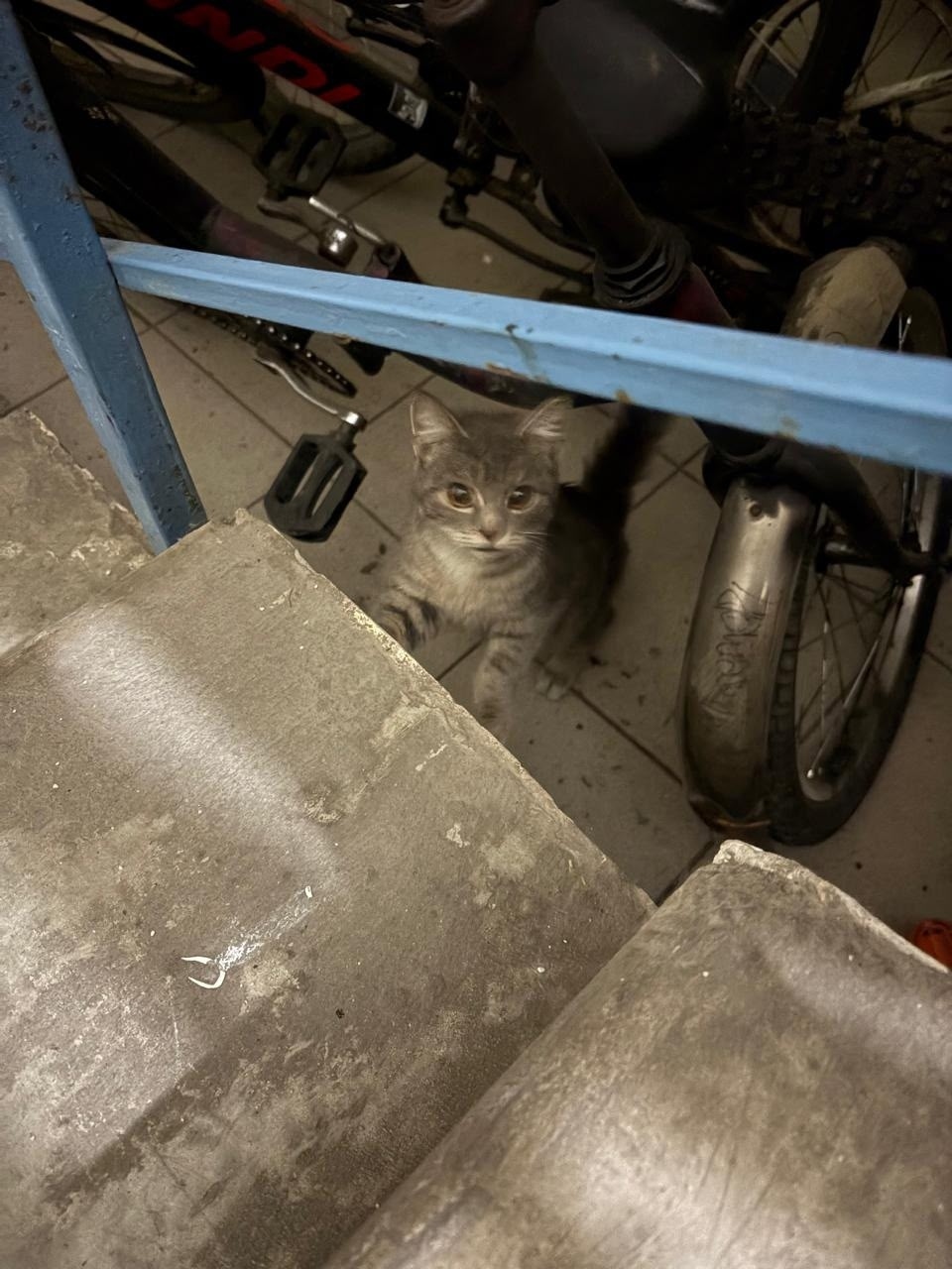 Найдена кошка в Барнауле — фото объявления