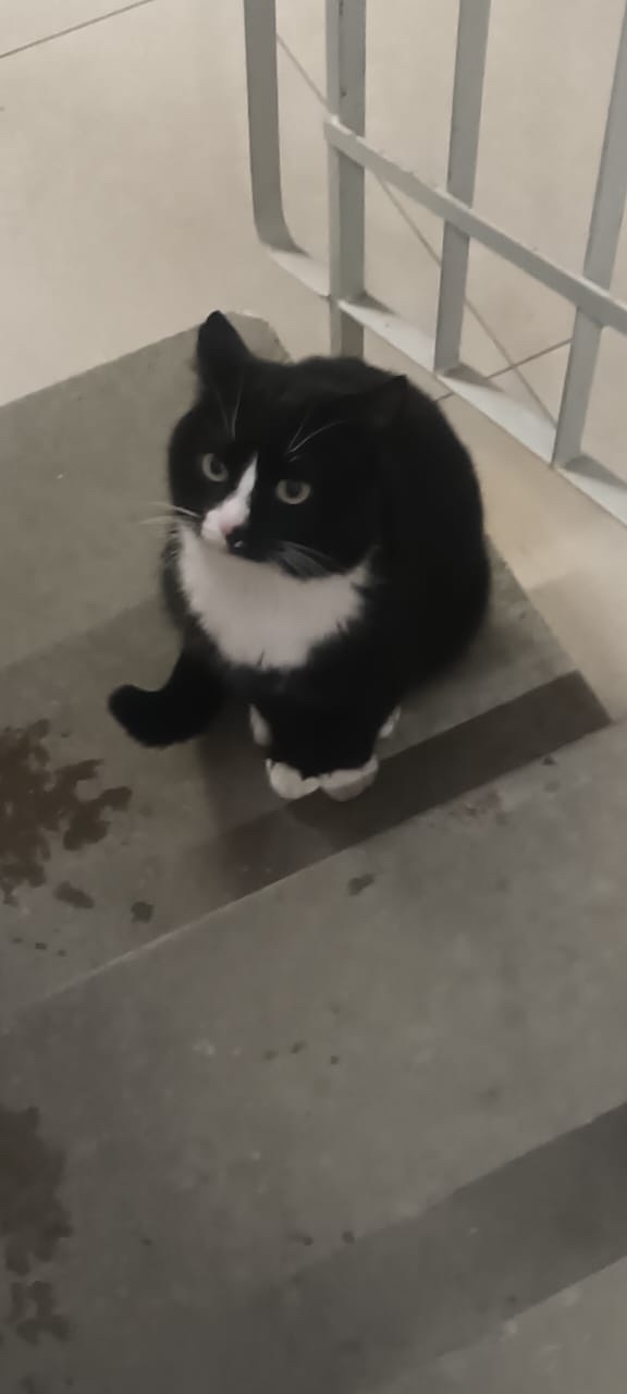 Найдена собака в Барнауле — фото объявления