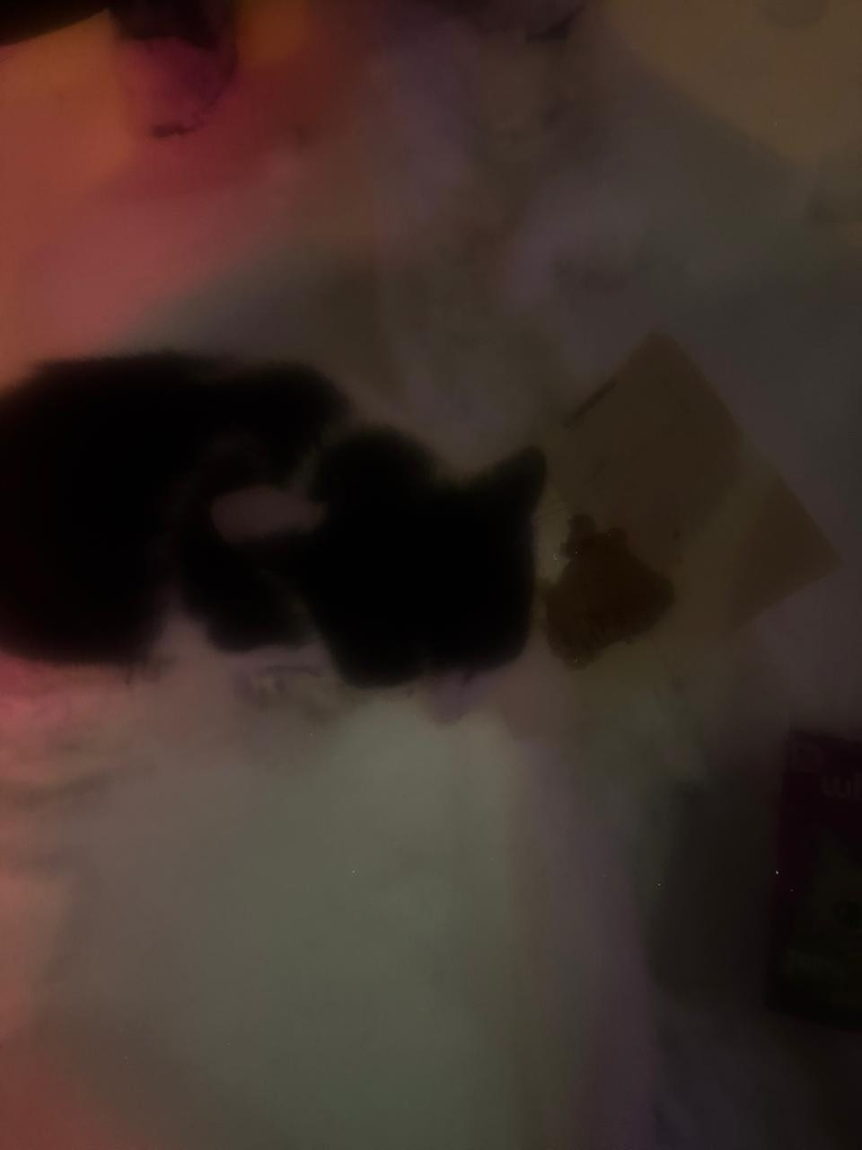 Найдена кошка в Барнауле — фото объявления