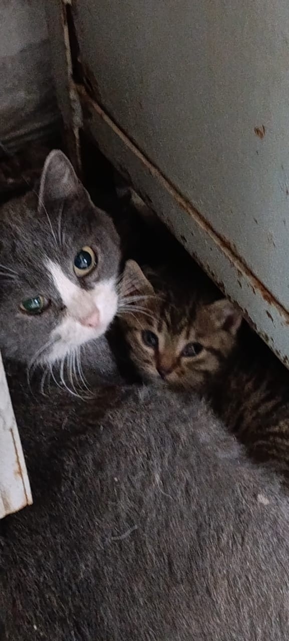 Найдена собака в Барнауле — фото объявления