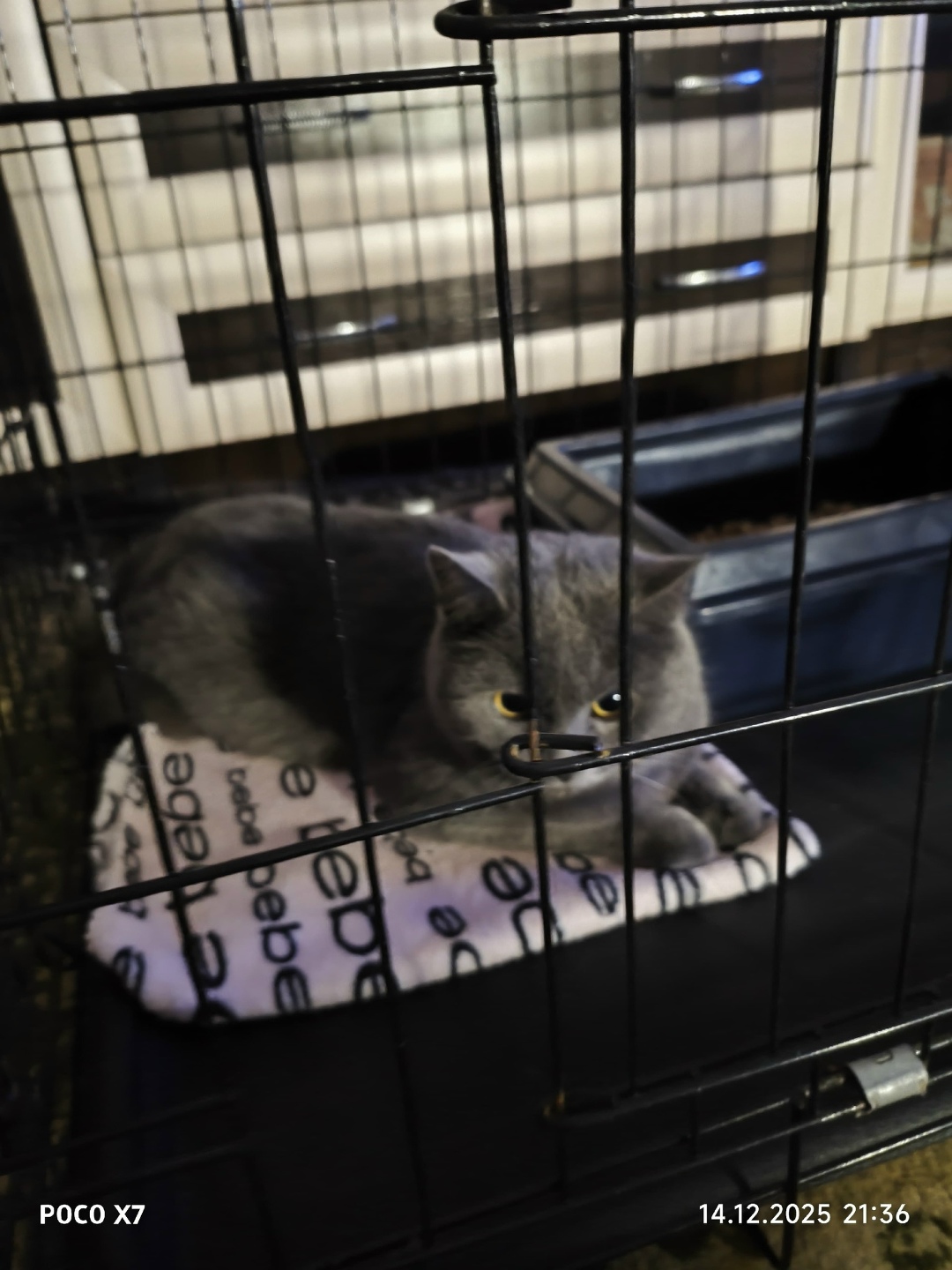 Найдена кошка в Барнауле — фото объявления