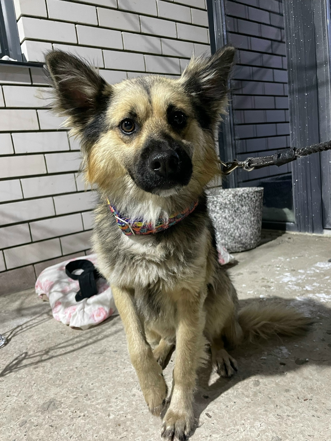 Пропала собака в Барнауле — фото объявления