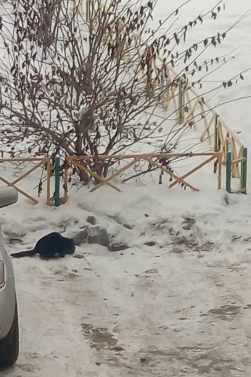 Найдена кошка в Барнауле — фото объявления
