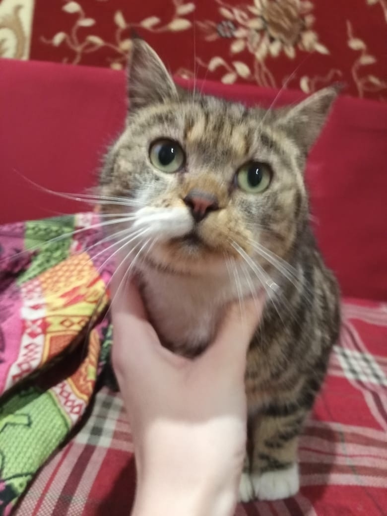 Найдена кошка в Барнауле — фото объявления