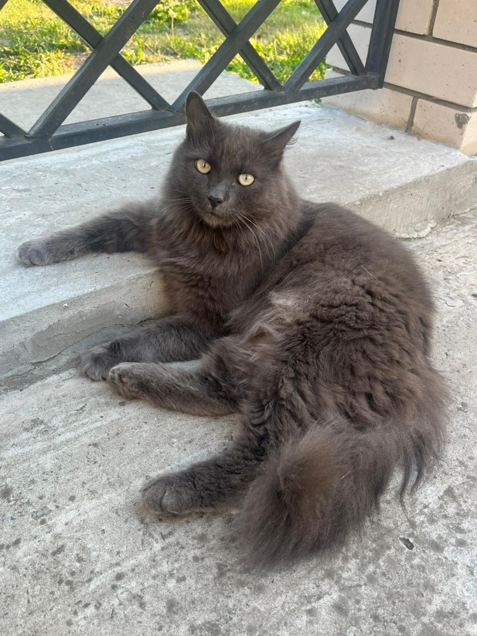 Пропала собака в Барнауле — фото объявления