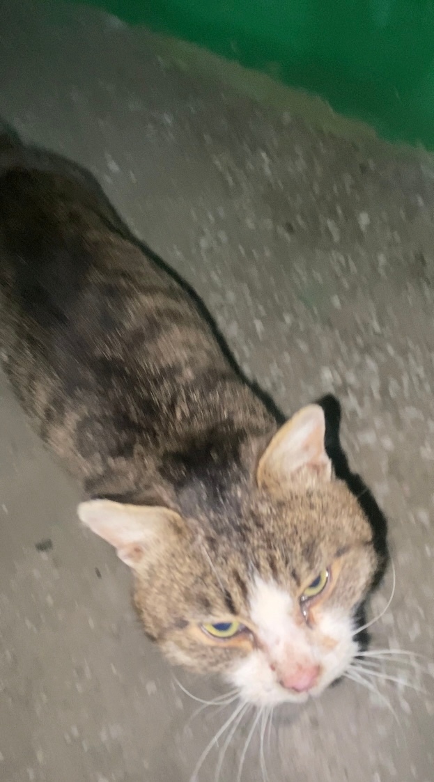 Найдена собака в Барнауле — фото объявления