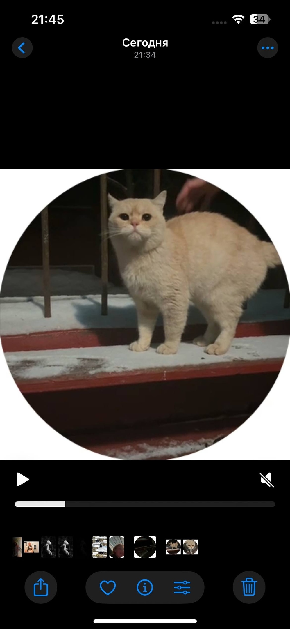 Найдена собака в Барнауле — фото объявления