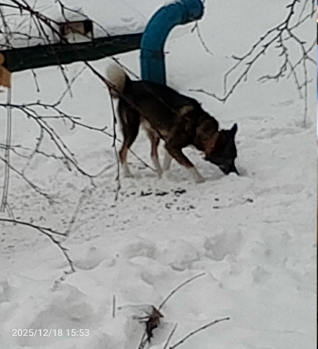 Найдена собака в Барнауле — фото объявления