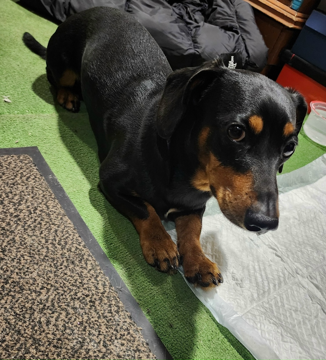 Найдена собака в Барнауле — фото объявления