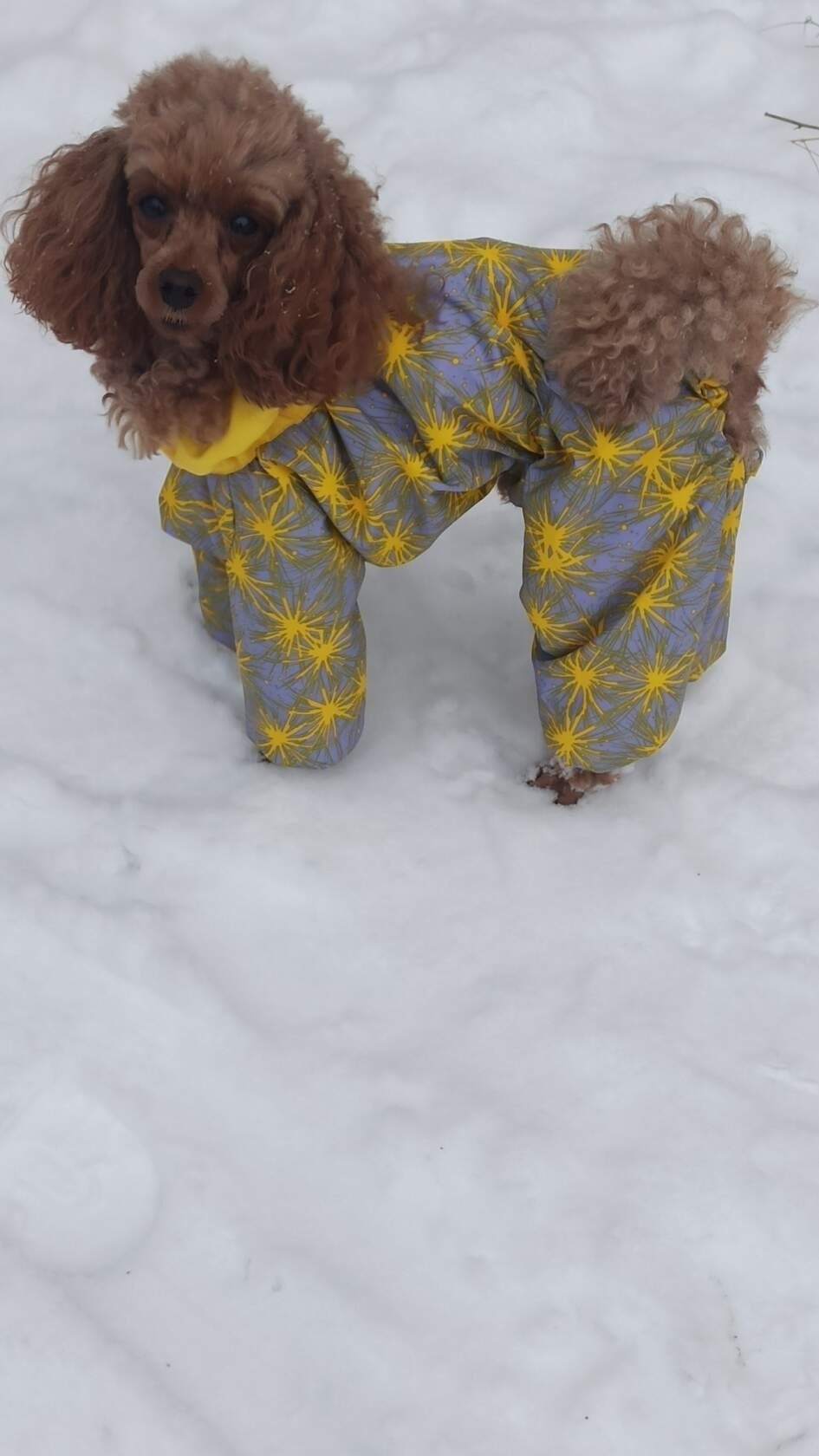 Пропала собака в Барнауле — фото объявления