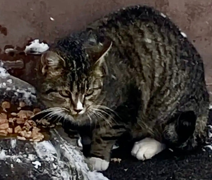 Найдена собака в Барнауле — фото объявления