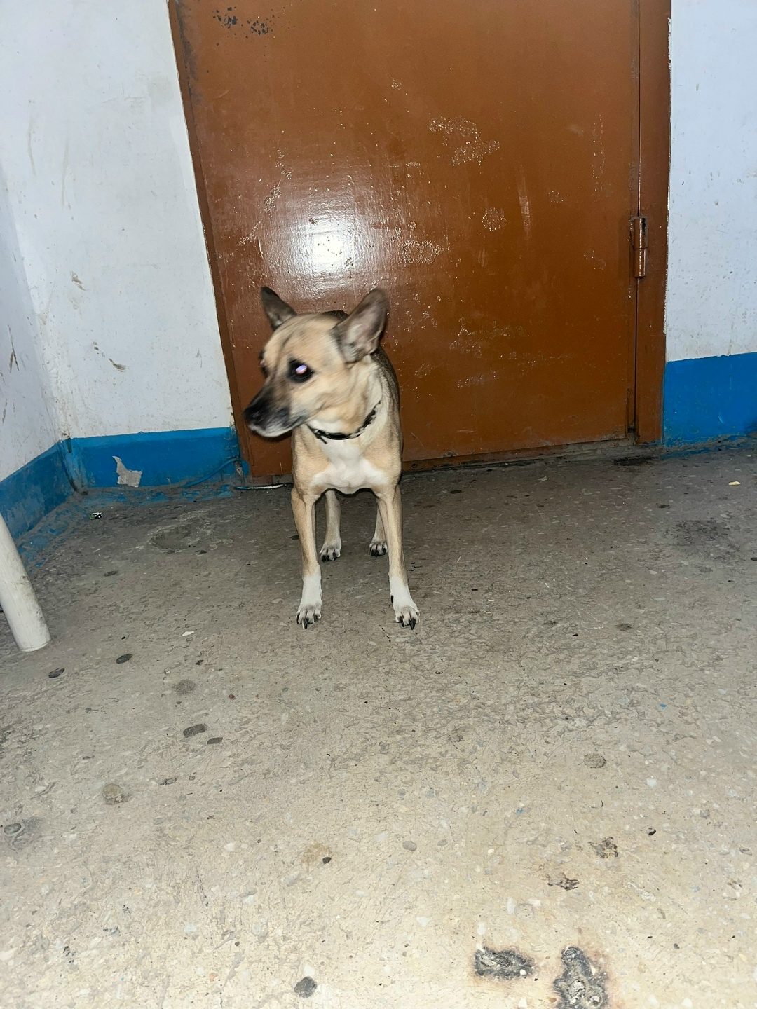 Найдена собака в Барнауле — фото объявления