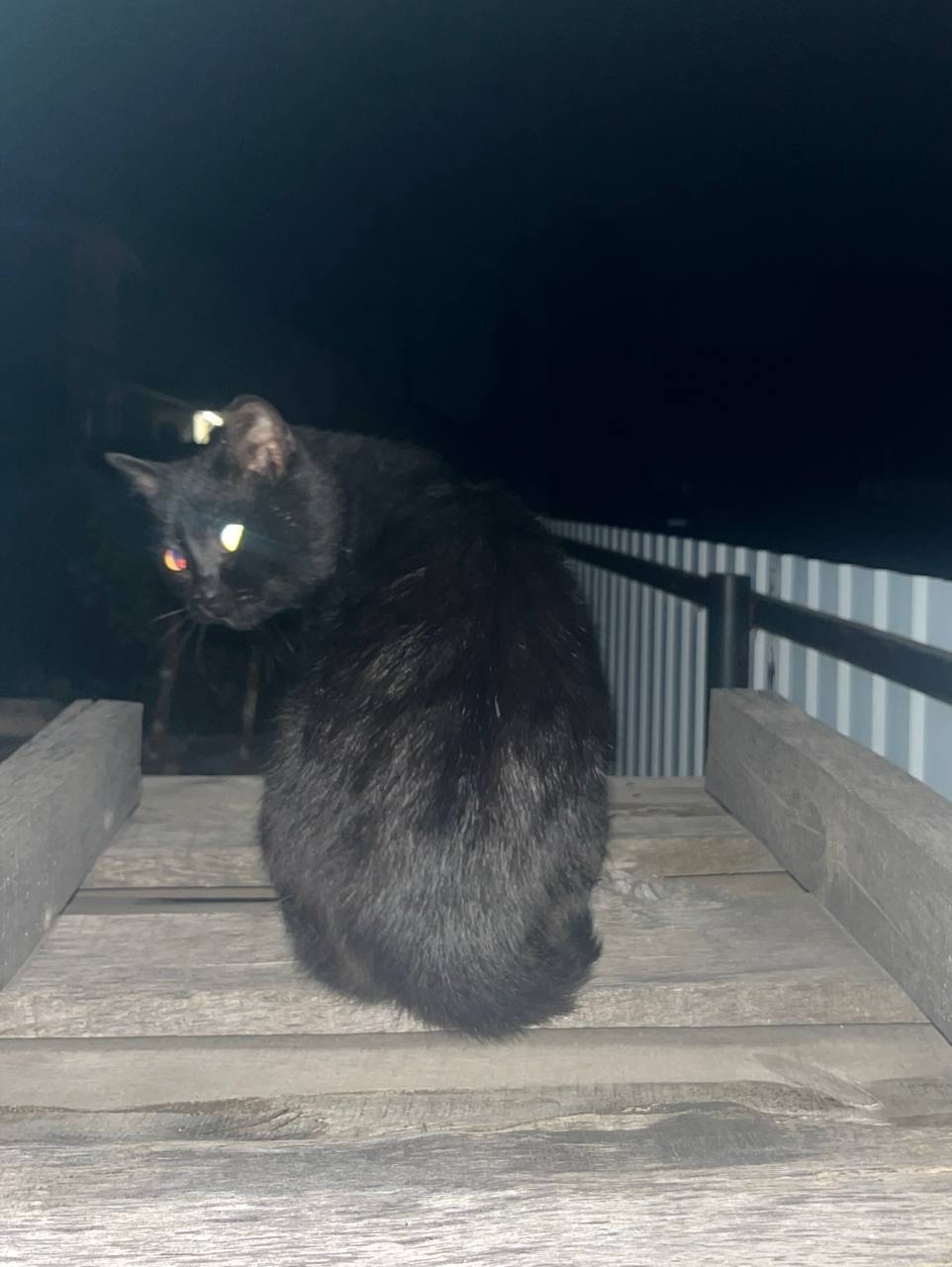 Пропала кошка в Барнауле — фото объявления