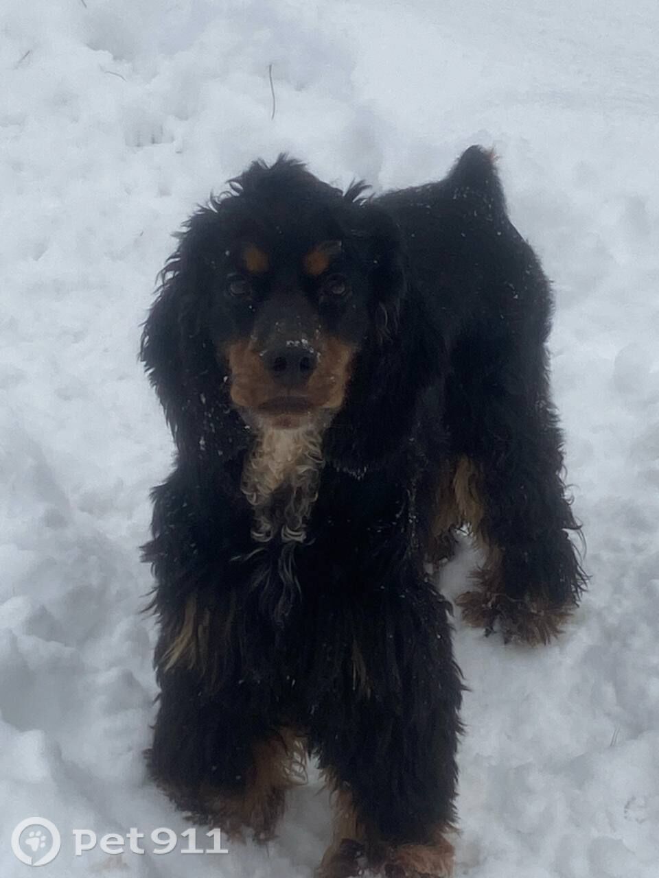 Пропала собака в Ижевске — фото объявления