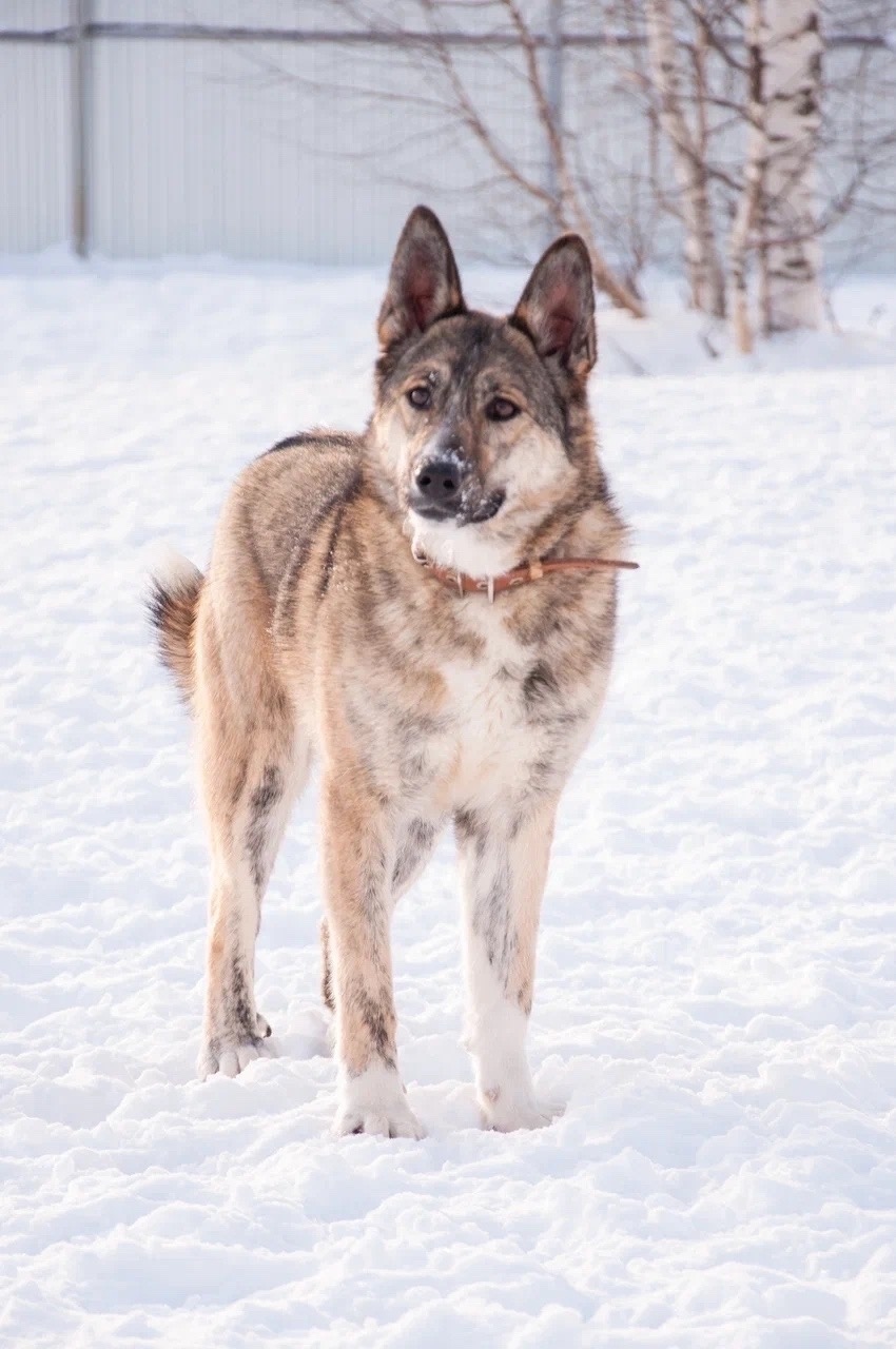 Пропала собака в Ижевске — фото объявления