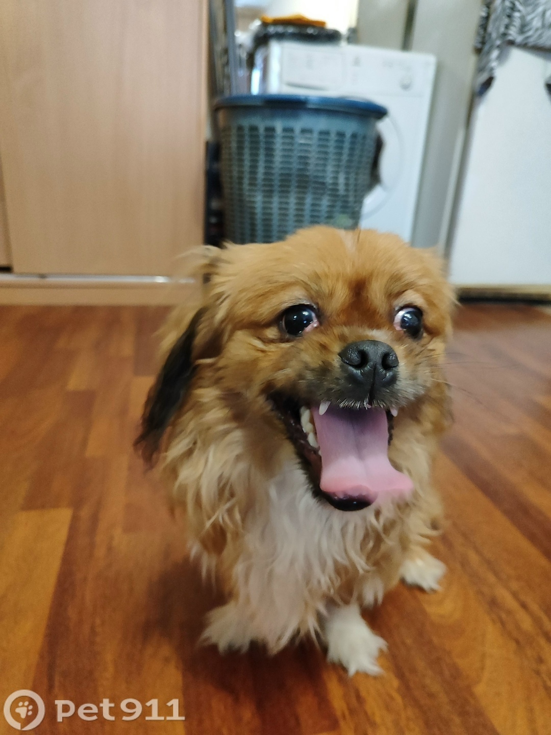 Найдена собака в Ижевске — фото объявления