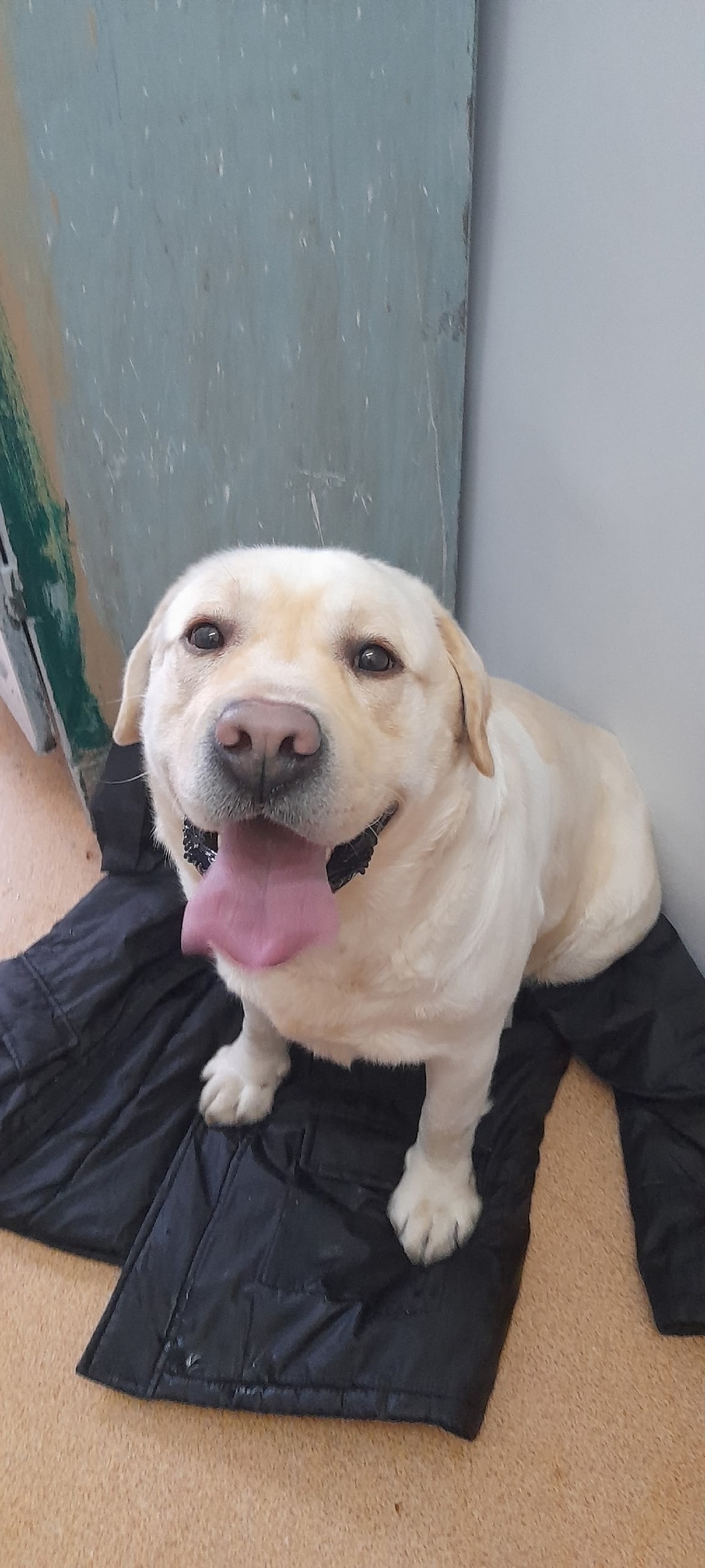 Найдена собака в Ижевске — фото объявления