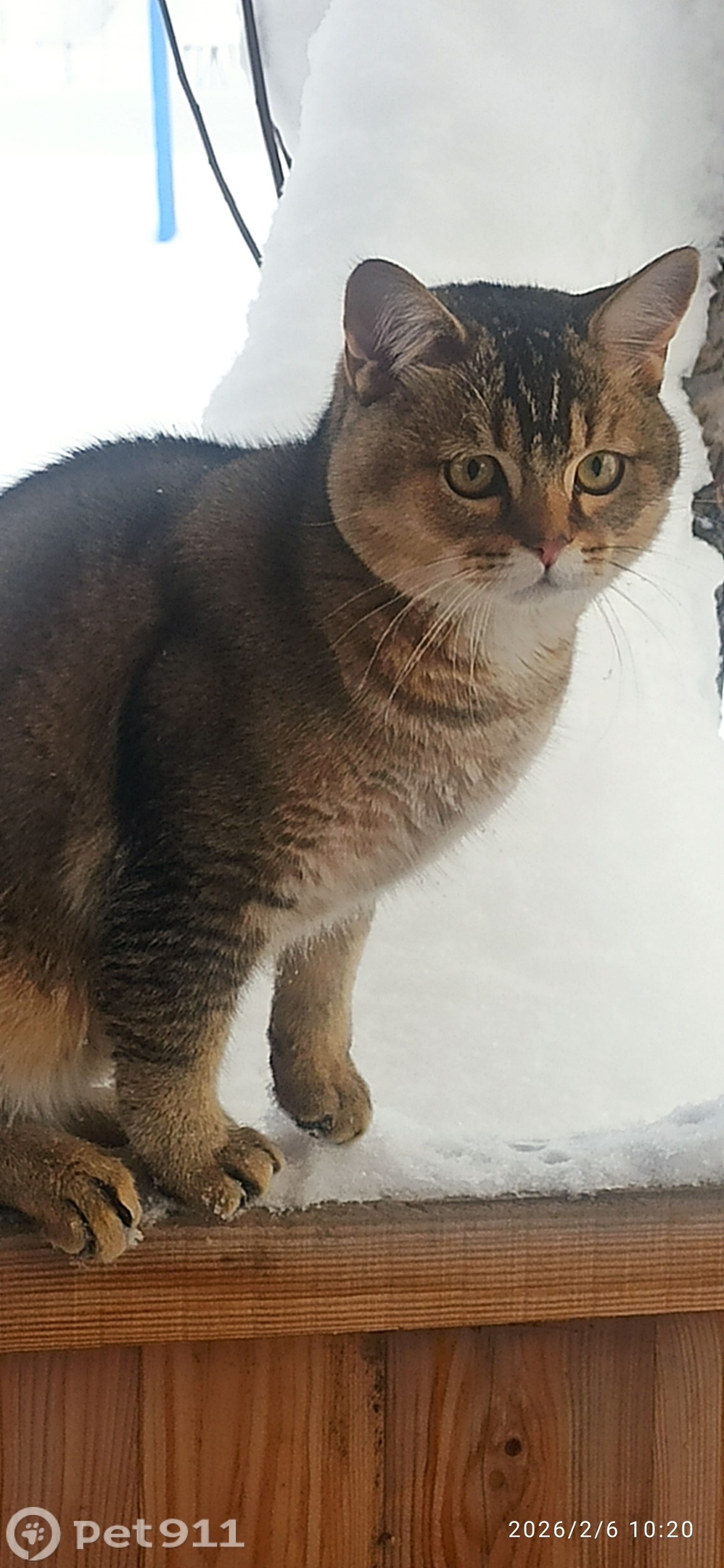 Пропала кошка в Ижевске — фото объявления