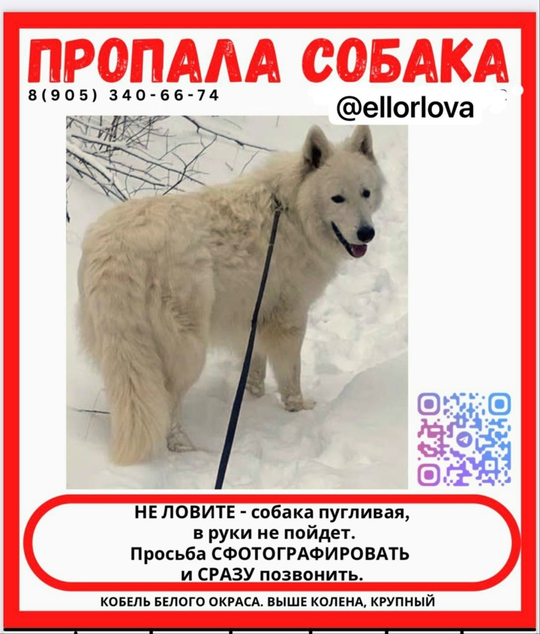 Пропала собака в Ижевске — фото объявления