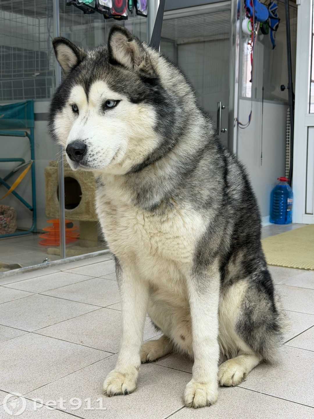 Найдена собака в Ижевске — фото объявления
