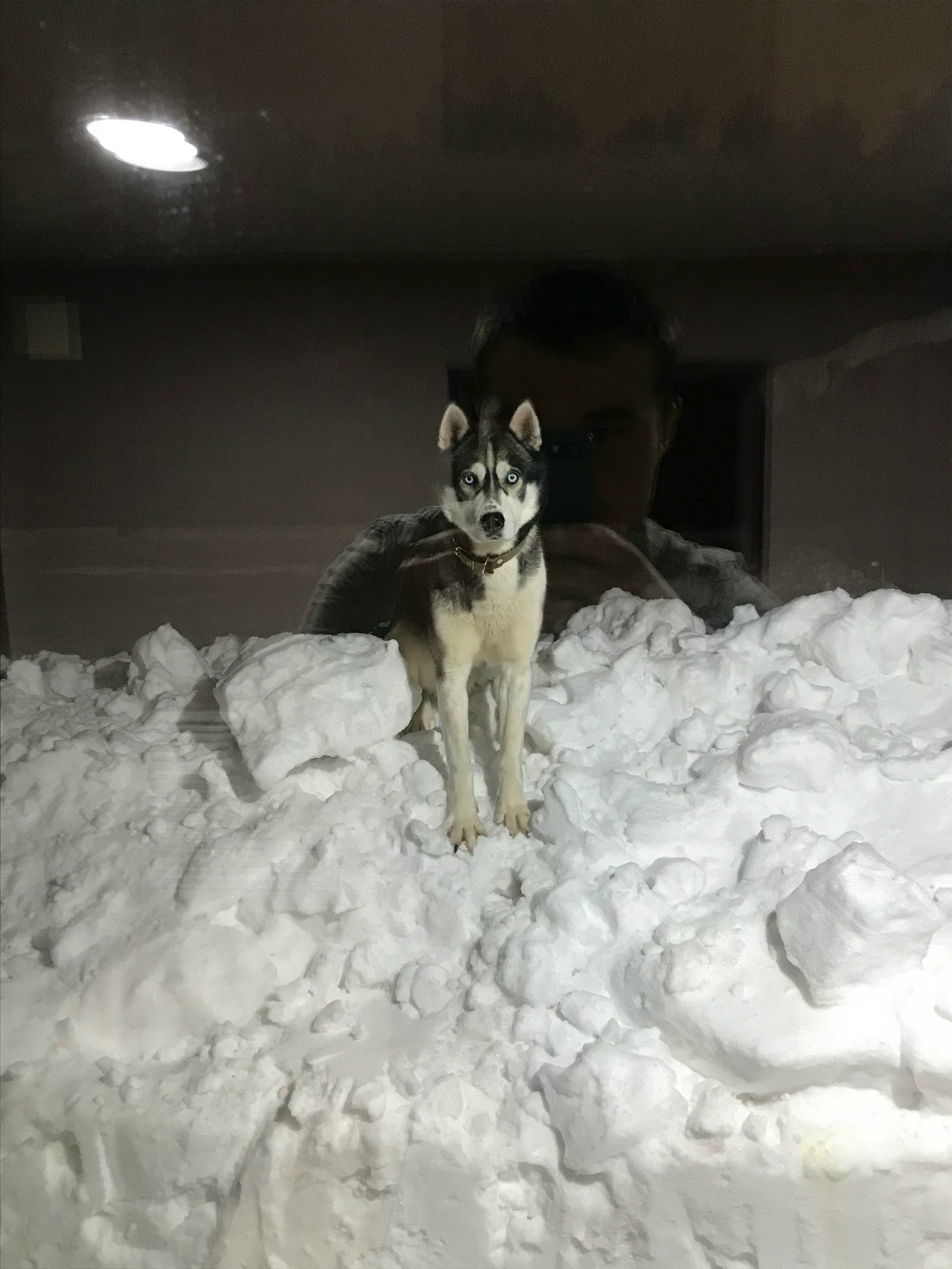 Пропала собака в Ижевске — фото объявления