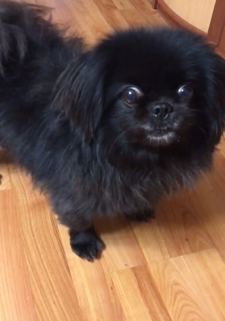 Пропала собака в Ижевске — фото объявления