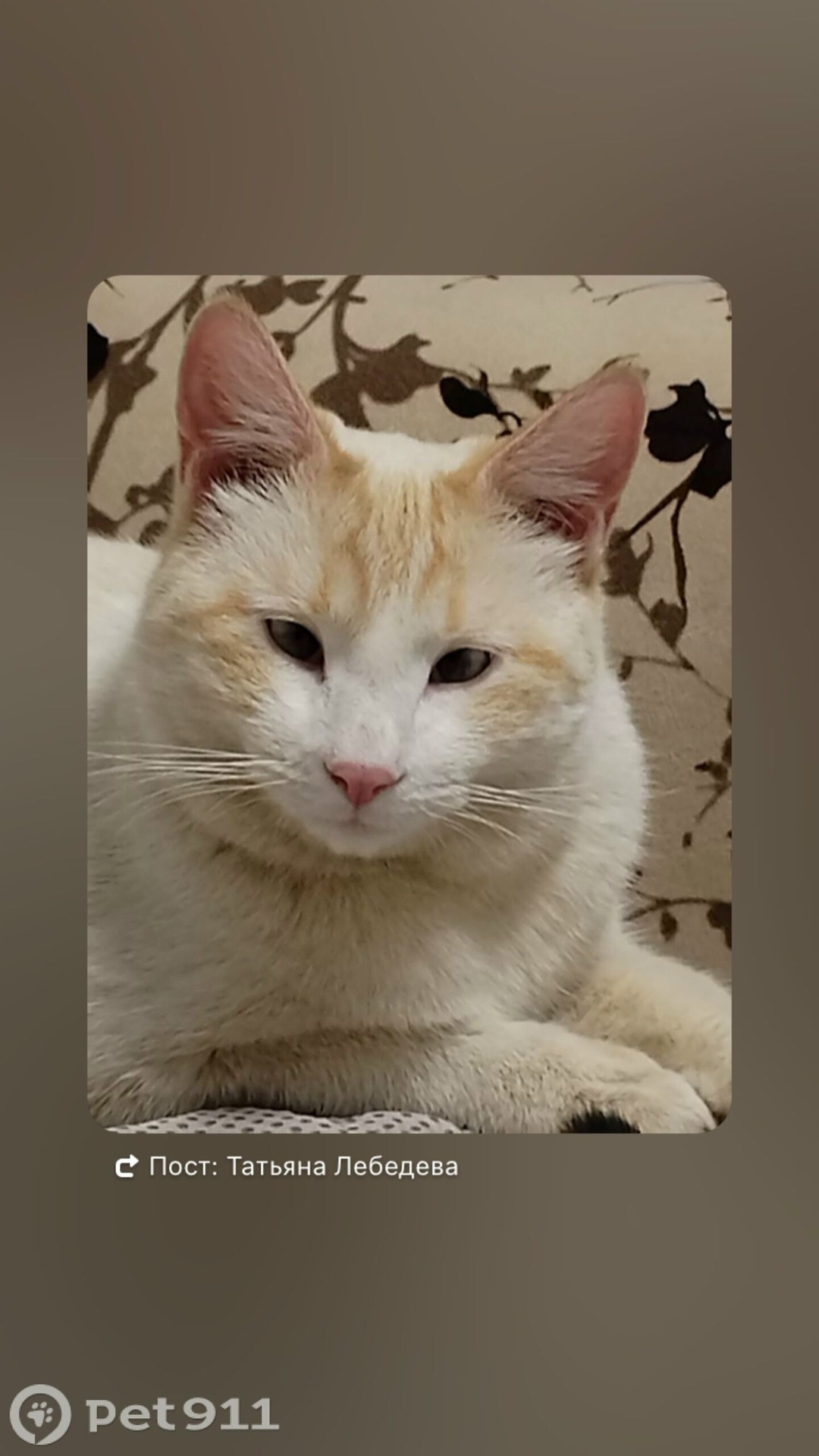 Пропала кошка в Ижевске — фото объявления