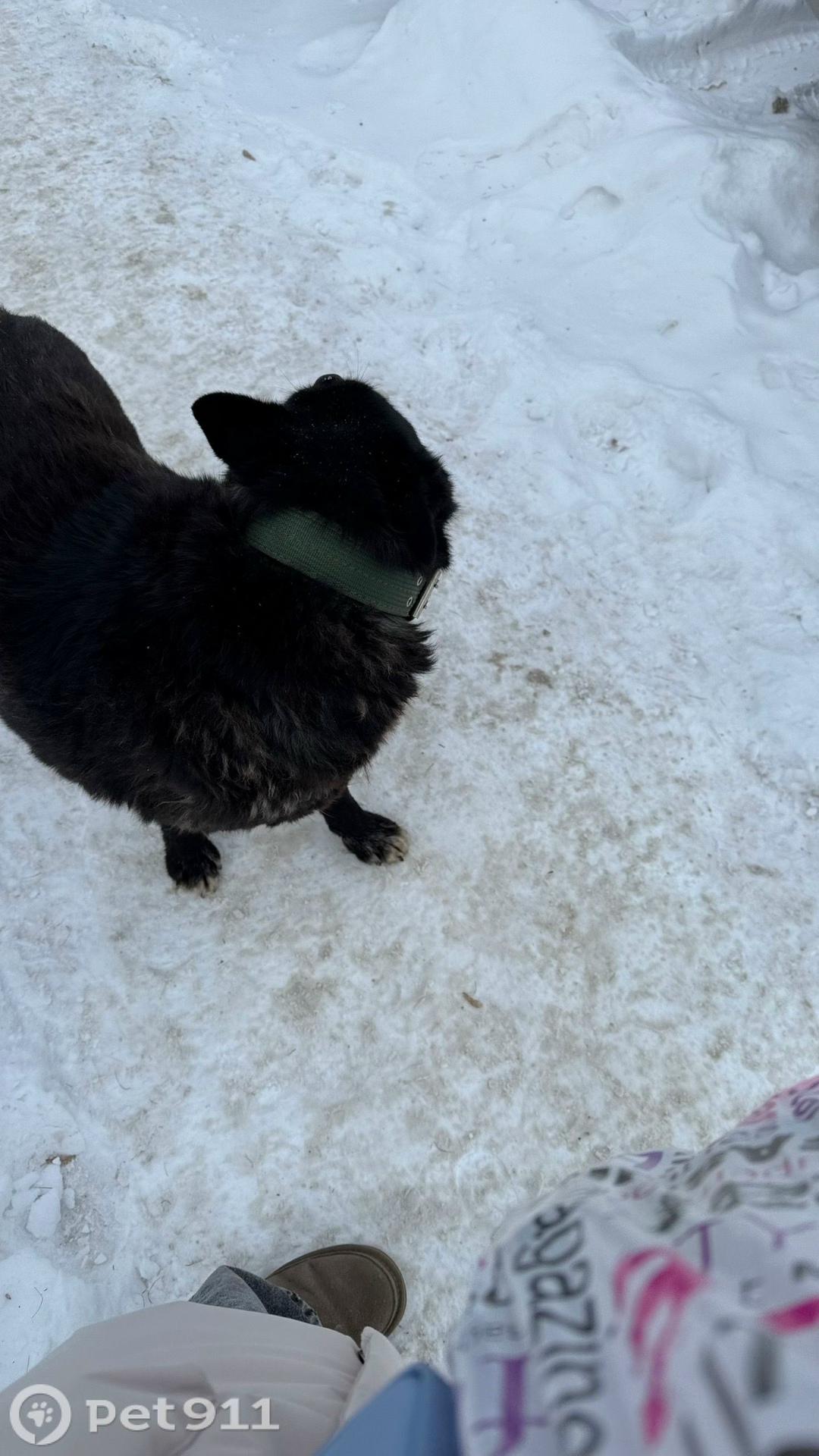 Пропала собака в Ижевске — фото объявления