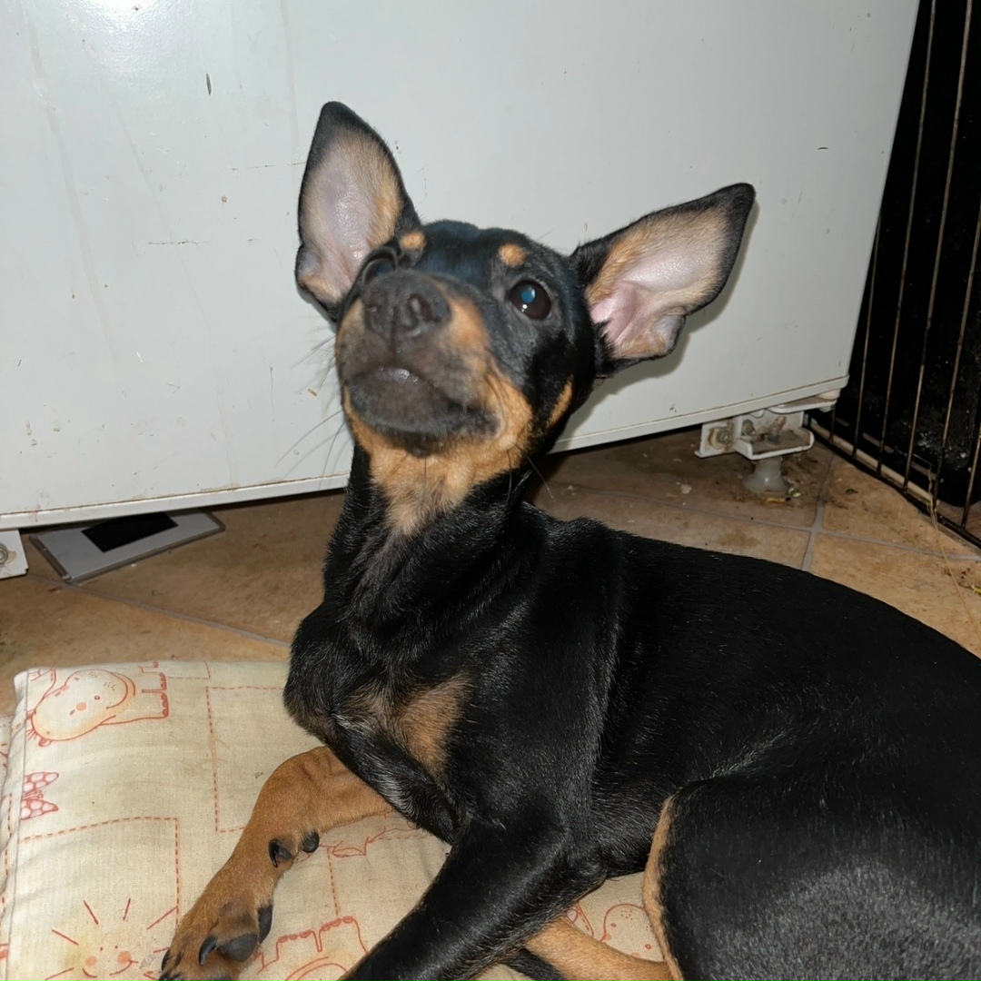 Пропала собака в Ижевске — фото объявления