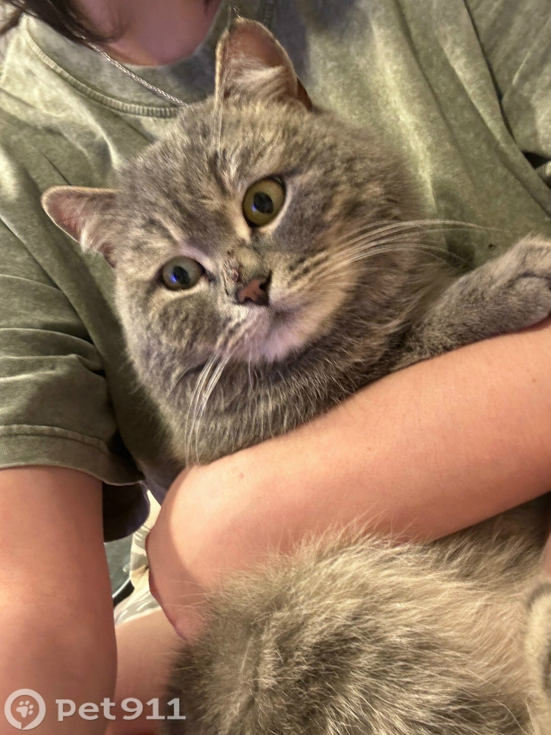 Найдена кошка в Ижевске — фото объявления