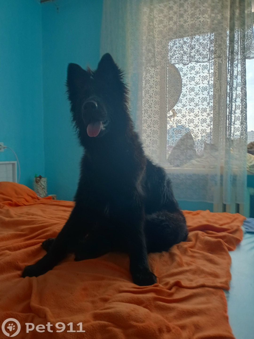 Найдена собака в Ижевске — фото объявления