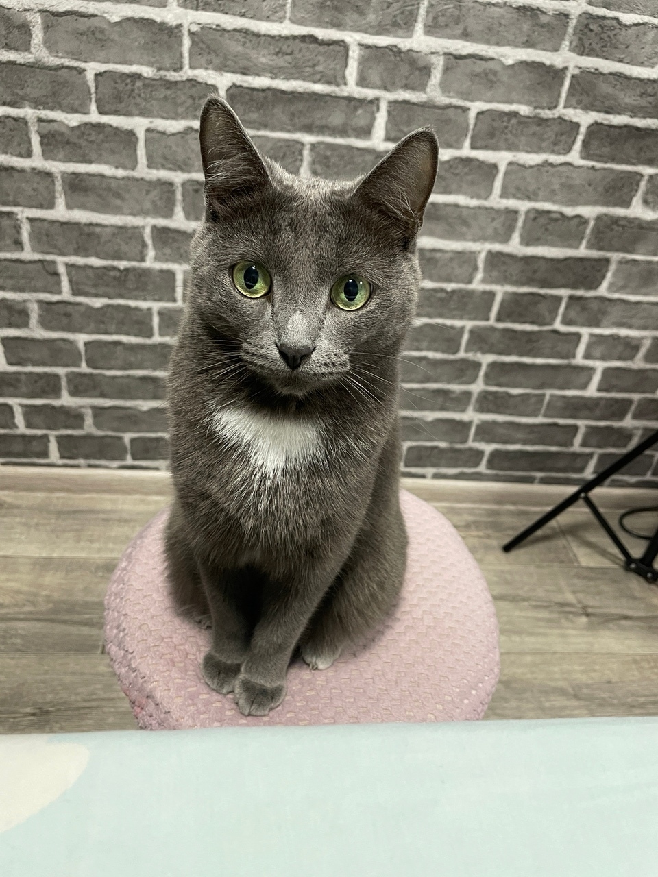 Пропала кошка в Ижевске — фото объявления