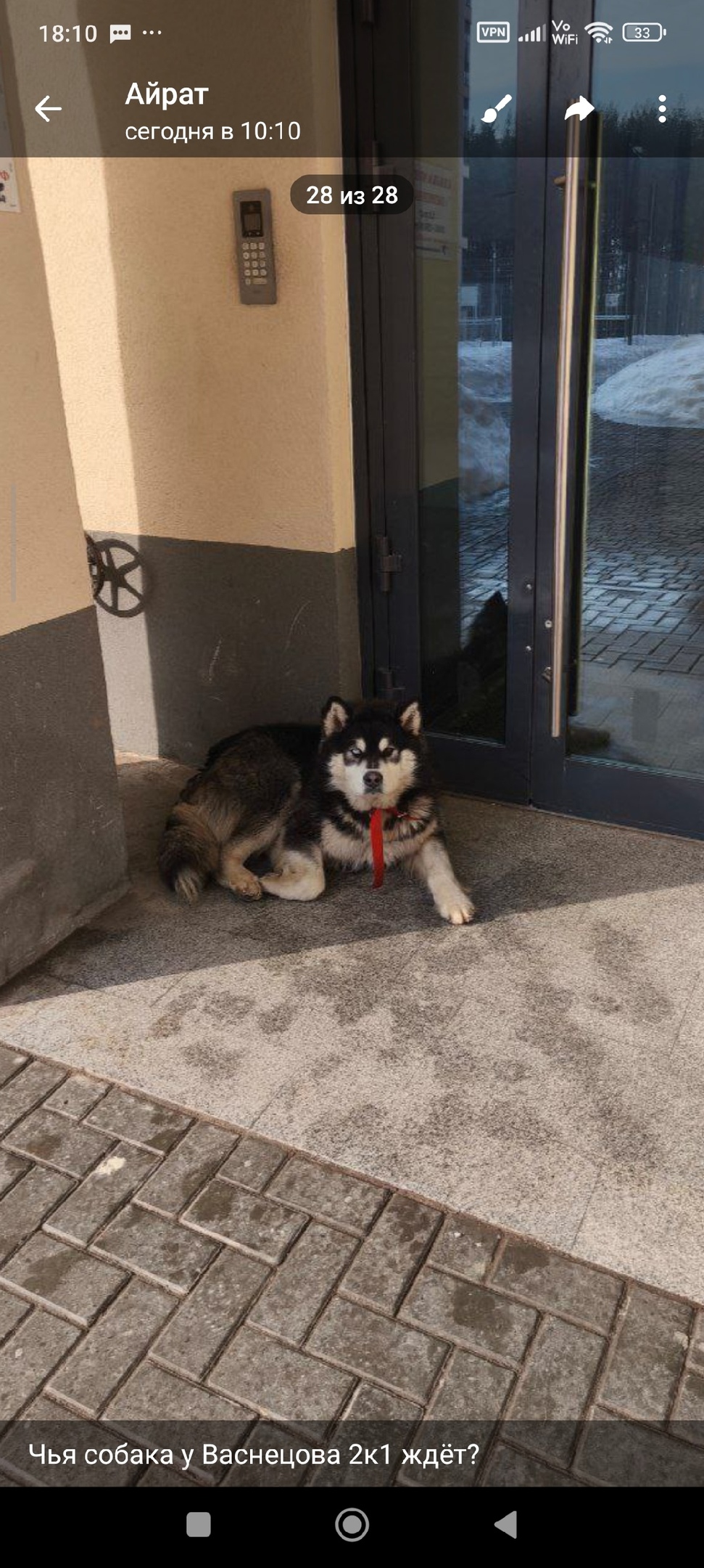 Пропала собака в Ижевске — фото объявления